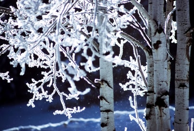 雪覆盖桦树的照片
